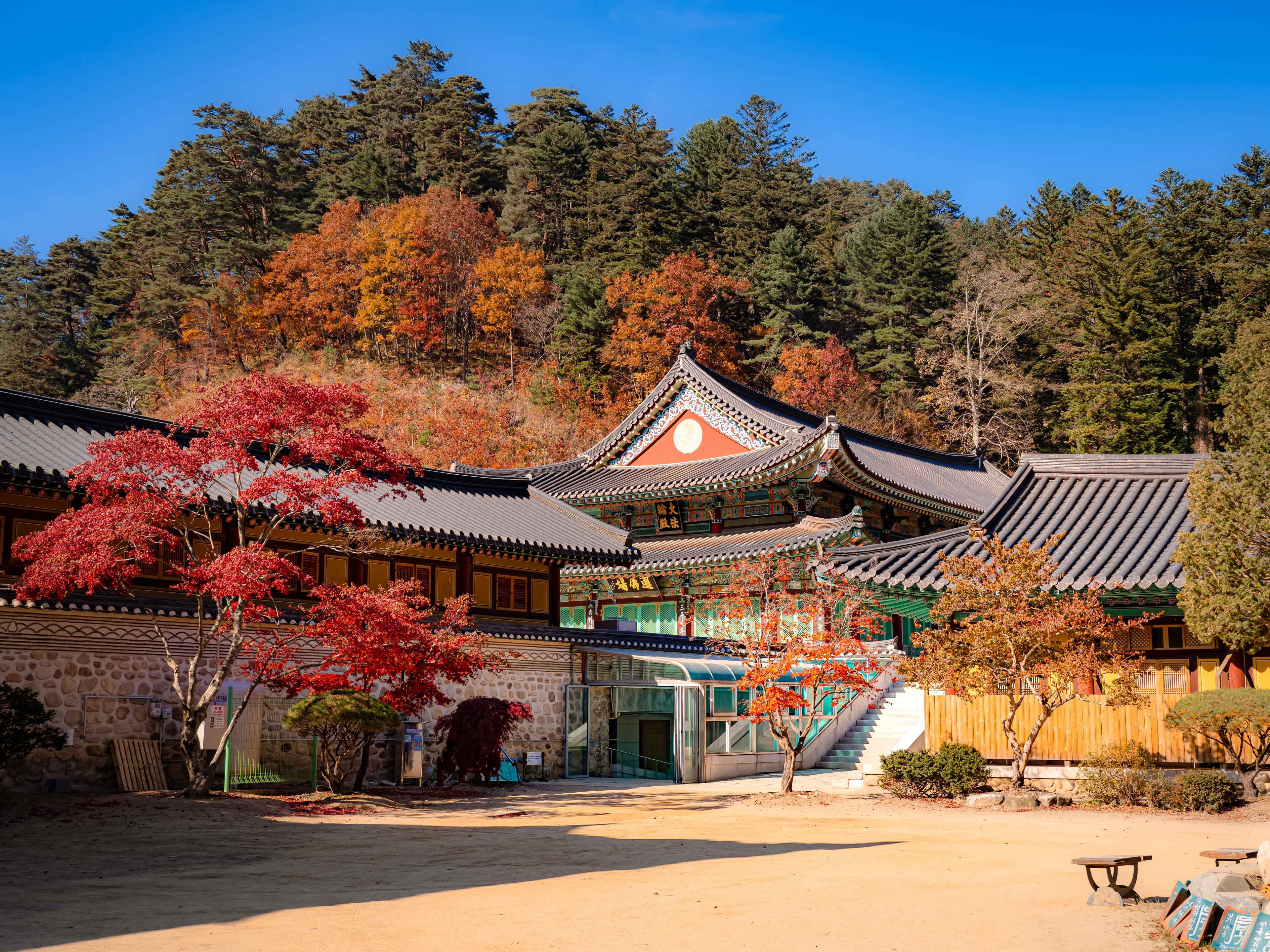 Chasing the Colors of Autumn in Gangwon-do 🍂 (Registration Closed)